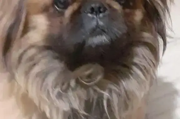 Пропал пекинес у РГУПСа, ул. Ларина