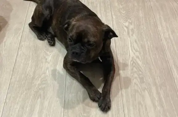 Найдена собака, Ленинградская область, фото: Собака найдена у магазина в Киришах