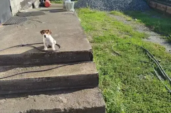 Пропала собака, Степная ул. 85, Ногир