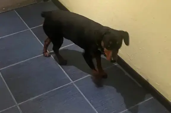 Найдена собака, Москва, фото: Найдена собака, ул. Кравченко, Москва