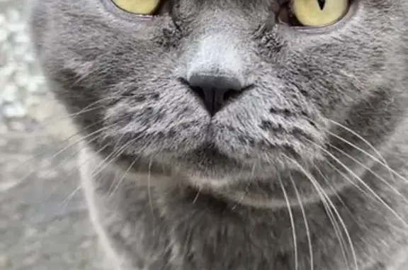 Кошки потеряшки, Ростов-на-Дону, фото: Потеряшка кошка, ул. Гайдара 6, Ростов-на-Дону