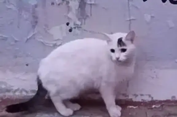 Пропала кошка на Рыкачёва, 14, Ярославль