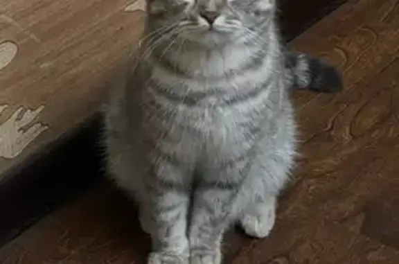 Кошки потеряшки, Кизляр, фото: Потеряшка кошка, ул. Чайковского 27А, Кизляр