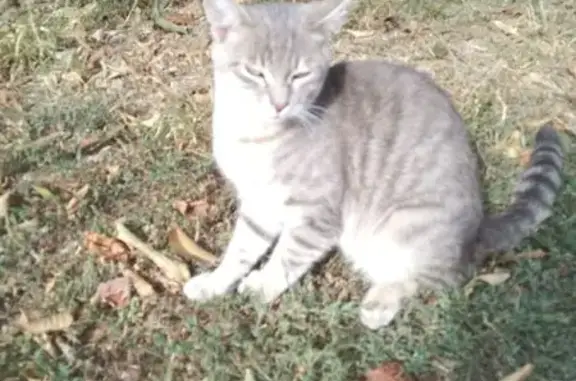 Пропала кошка, Садовая улица, Чернышёво