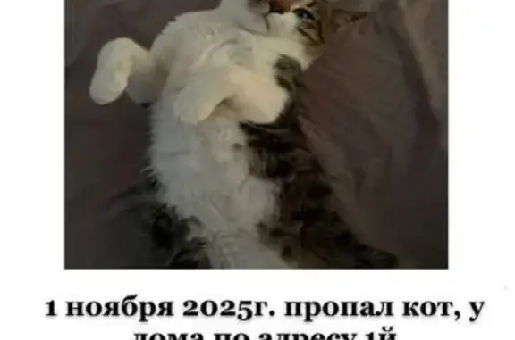 Пропал кот Крис, 1-й Грайвороновский 3А