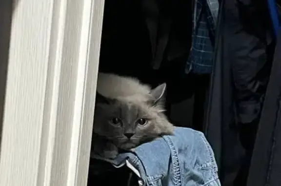 Кошки потеряшки, Тула, фото: Потеряшка кошка, ул. Фрунзе 7, Тула