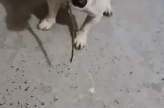 Найдена собака, Волгоград, фото: Найдена собака, пр. Столетова, 34, Волгоград