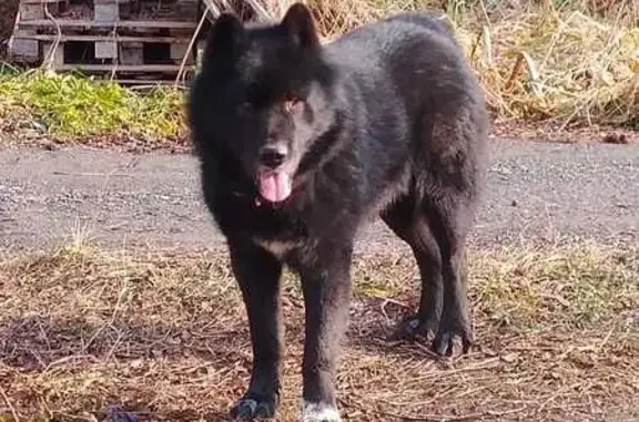 Собаки потеряшки, Южно-Сахалинск, фото: Потеряшка собака, Больничная 34, Ю-Сахалинск