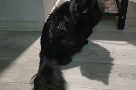 Найдена кошка, Томск, фото: Кошка найдена на Герцена, 15/1, Томск