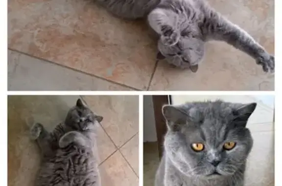 Пропал кот в СНТ Мозайка, Матвеевка