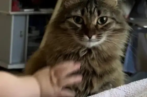 Пропала кошка, ул. Беспалова, 154