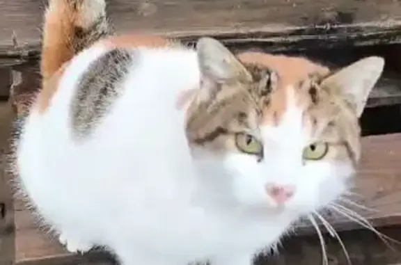 Пропала кошка в Толмачёво, МО