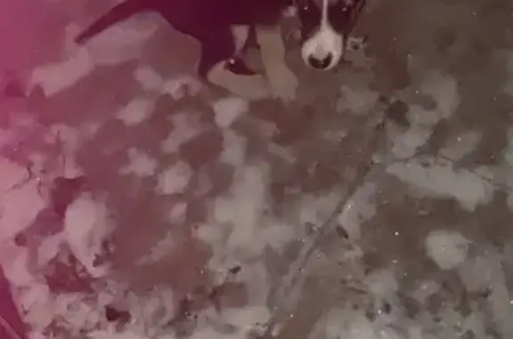 Найдена собака, Омск, фото: Найдена щенок, Омск, ул. Комкова 7Б