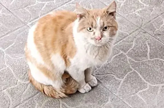 Найдена кошка, Абакан, фото: Кошка найдена: ул. Некрасова, Абакан