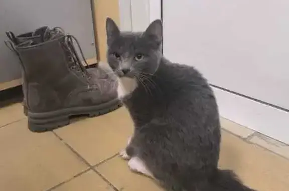 Найдена кошка, Томск, фото: Кошка найдена, пр. Кирова, Томск