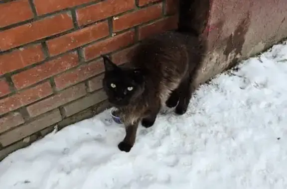 Найдена кошка, Томск, фото: Найдена кошка, ул. Ференца Мюнниха, Томск