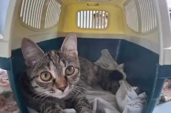 Кошки потеряшки, , фото: Потеряшка трехцветная кошка, Северная 43