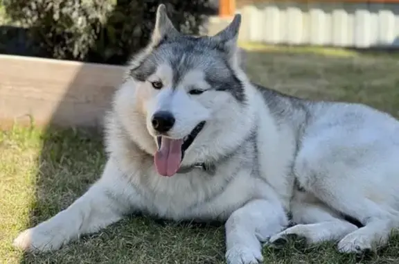 Собаки потеряшки, Новокузнецк, фото: Потеряшка собака на Туркменской, 54А