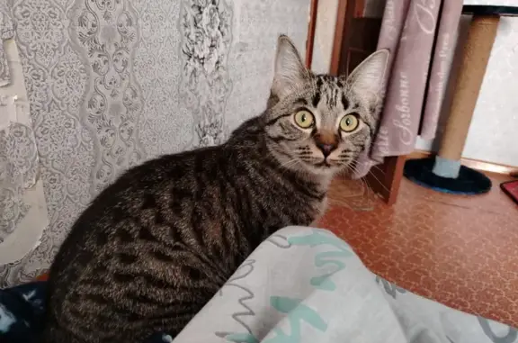 Пропала кошка, ул. Чапаева, Абакан