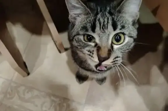 Пропала кошка, Чапаева, Абакан