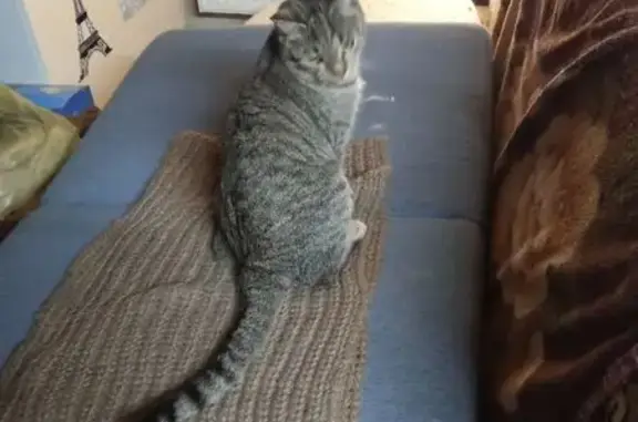 Найдена кошка, Москва, фото: Кошка найдена: ул. Розы Люксембург, 22