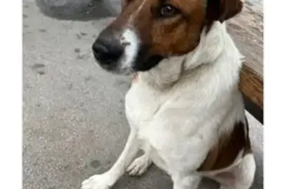 Пропала собака, Воздвиженка, Москва