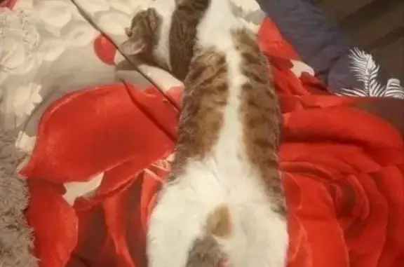 Пропала кошка, В. Потылицына 11/2, Нск