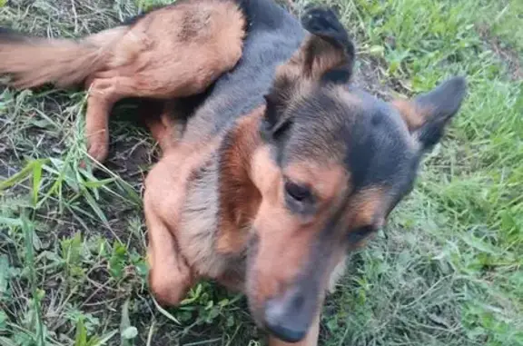 Пропала собака, Тульская 109, Новосибирск