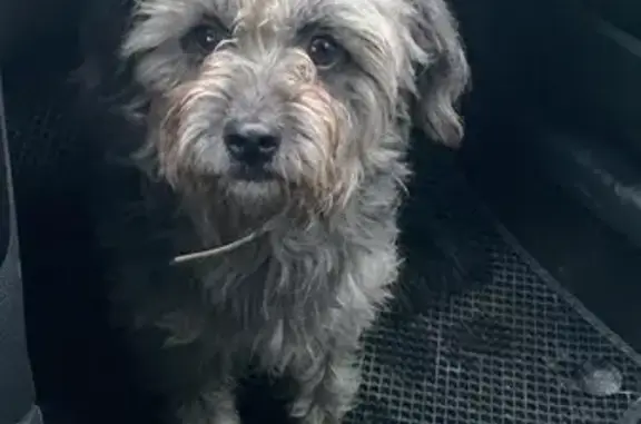 Найдена собака, Санкт-Петербург, фото: Собака найдена: Волхонское ш., 127Б, СПб