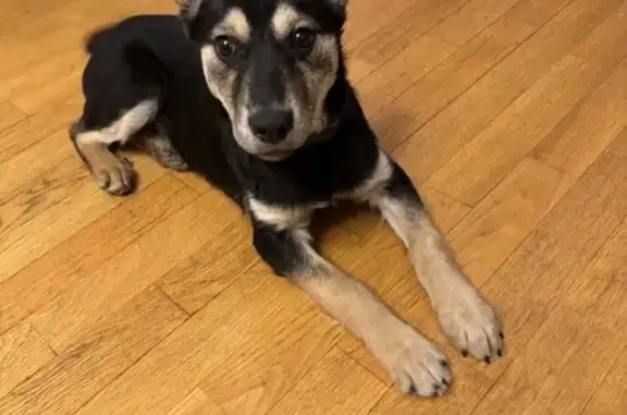 Собака найдена в Нижнем Новгороде