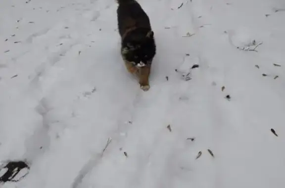 Найдена кошка, Ангарск, фото: Кошка найдена у дома 7, Ангарск