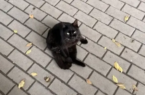 Найдена кошка, Ростов-на-Дону, фото: Найдена кошка, 3-я линия 5, Ростов-на-Дону