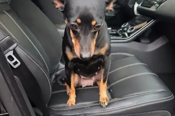 Собака найдена: Ростов-на-Дону, обл.