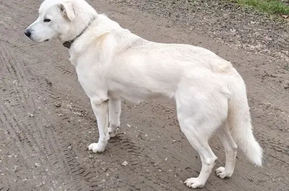Найдена собака, Владимирская область, фото: Собака найдена в Петушинском с ошейником