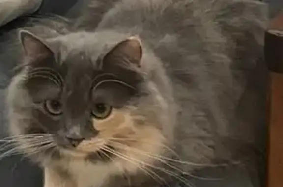 Пропала кошка, ул. Баскакова, 35, Конаково