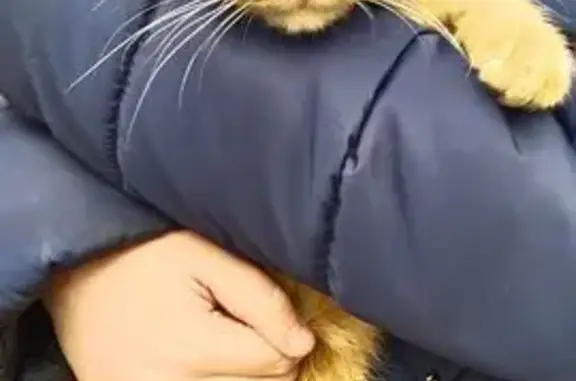 Найдена кошка, Челябинск, фото: Найдена кошка, Коммунаров 4, Челябинск