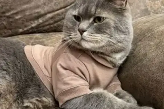 Пропала кошка, Красноармейская 13, Богданович