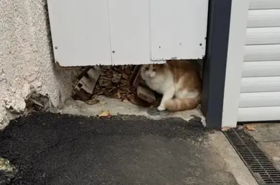 Найдена кошка, Ростов-на-Дону, фото: Кошка найдена: Доломановский 101, Ростов