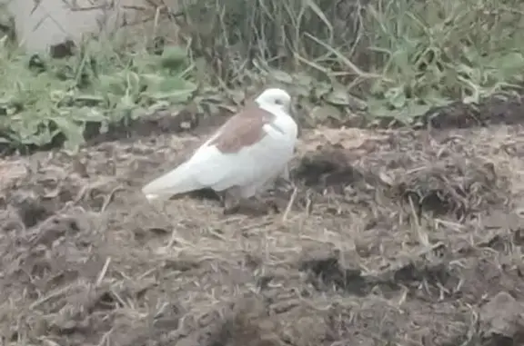 Птица найдена: 6-й пр. Мясново...