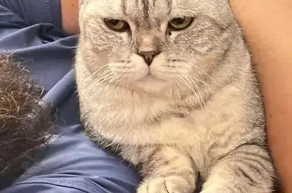 Пропала кошка, Железнодорожная 13/2, Сочи