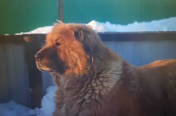 Собаки потеряшки, Мензелинск, фото: Потеряшка собака, ул. Комарова, Мензелинск