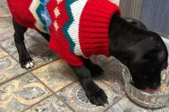 Собака найдена: Комсомольский пр., 69, Томск