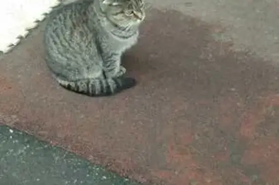 Найдена кошка, Серпухов, фото: Кошка найдена: Серпухов, Моск. шоссе 47