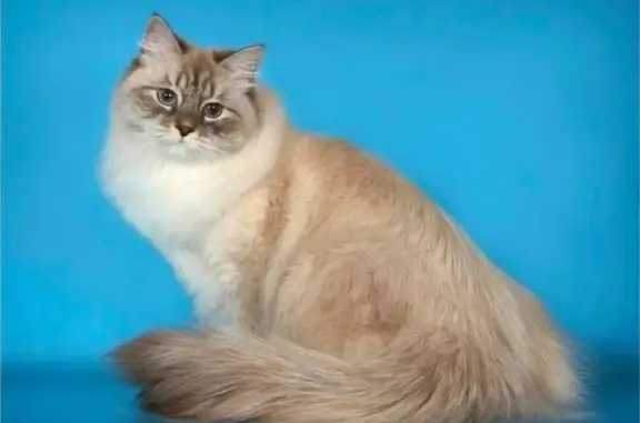 Пропала кошка, Малое Шумаково, Челябинск - photo