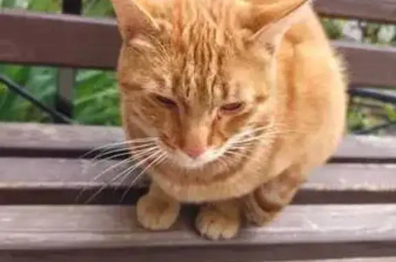 Найдена кошка, Ростов-на-Дону, фото: Рыжий кот найден на Мильчакова, 45