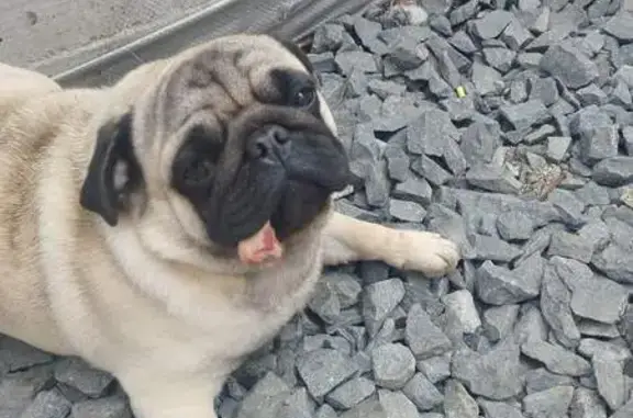 Собаки потеряшки, Ростовская область, фото: Потеряшка собака, Ростов-на-Дону, обл.