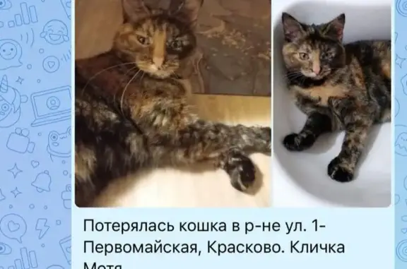 Пропала кошка, 2-я Первомайская, 26