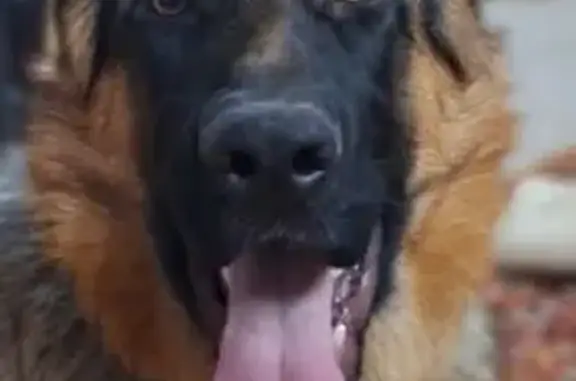 Собаки потеряшки, Химози, фото: Потеряшка собака, Новопролетарская ул., Химози