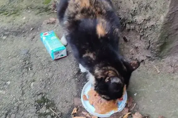 Кошка найдена: ул. Багратиона, 54, Смоленск