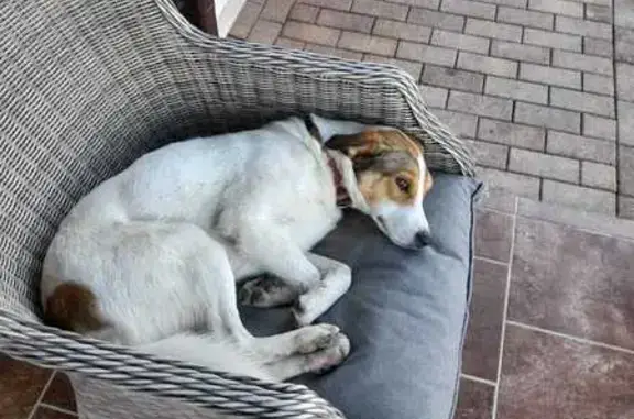 Найдена собака, , фото: Собака найдена: Шато Пино, 03К-366